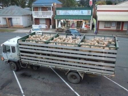 04-17-2011 Sheep outside the window at Walcha Hotel