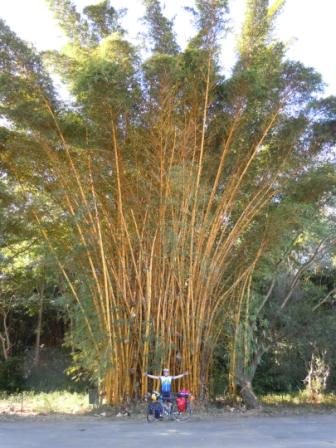 05-06-2011 Bamboo again, seriously big