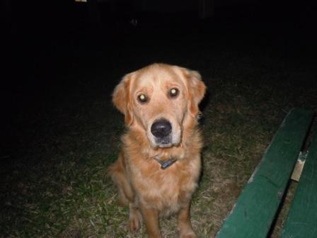 05-06-2011 Dog friend from last night