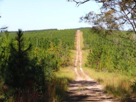 05-07-2011 Miles of trees