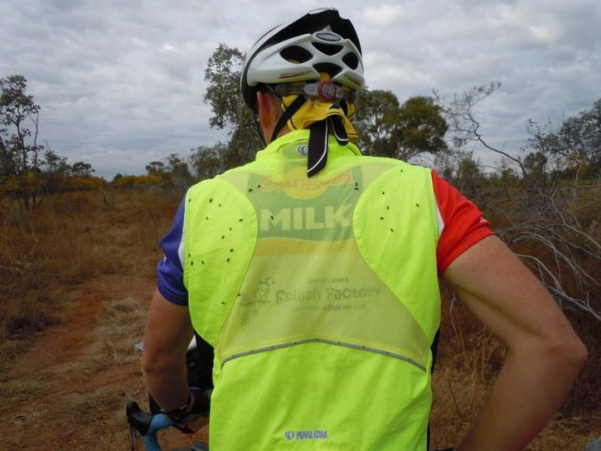 Flies looking for a ride