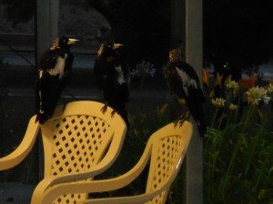 Birds at campground avoiding the rain