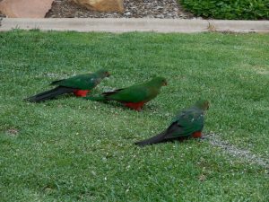 Camping on the river in Wellington - park birds 1