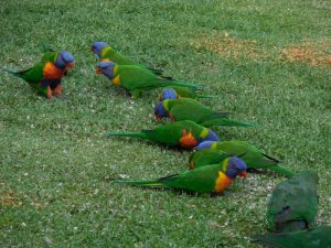 Camping on the river in Wellington - park birds 5