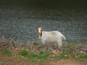 Camping on the river in Wellington - park goat