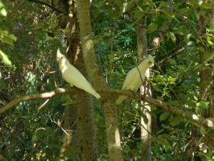 Corellas at Denman campground