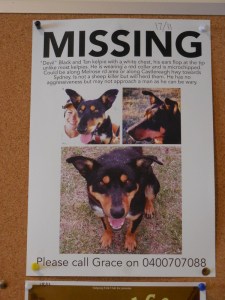 Missing  Australian shepherd
