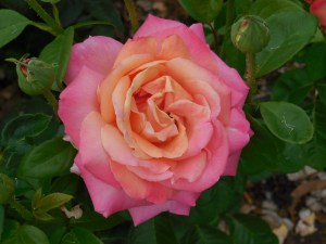 Mudgee roses