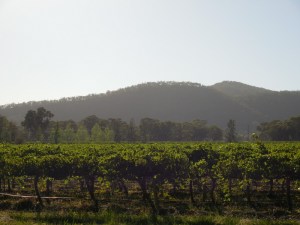 Mudgee vineyard morning