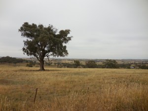 NSW country scene