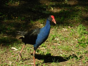 Purple swamphen
