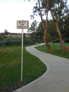 Snakes on bike path for Gretch - right next to tent sites as well!