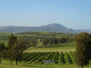 Hunter vineyard scene