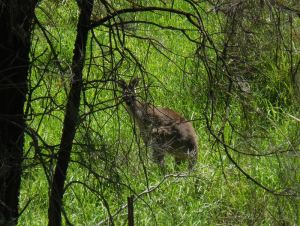 Kangaroo in hiding