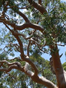 Red gum tree