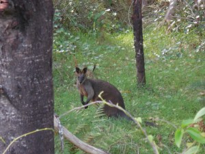 Swamp wallaby