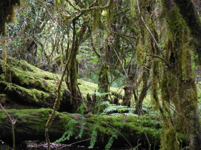 Barrington rainforrest