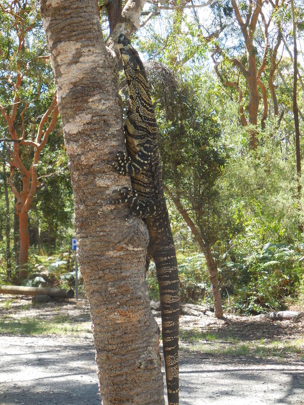 Goanna 1