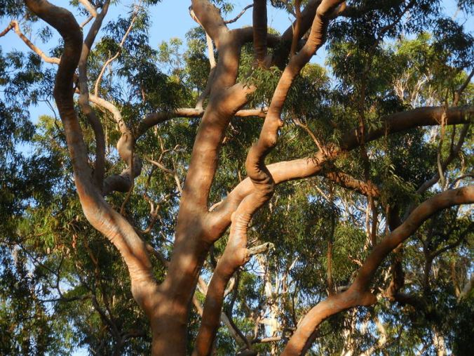 More red gums - so photogenic