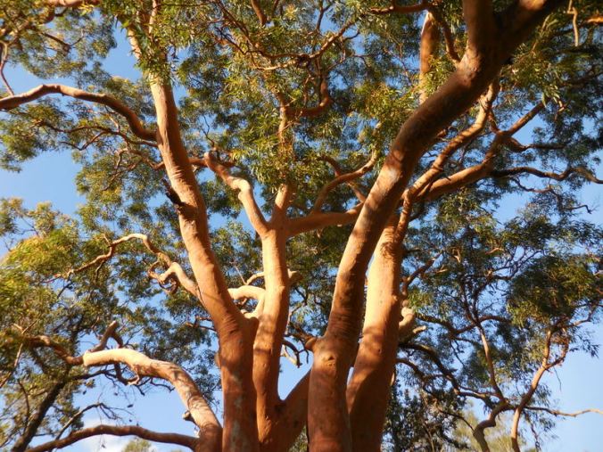 More red gums
