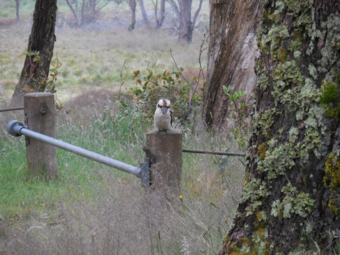 Morning Kookooburra