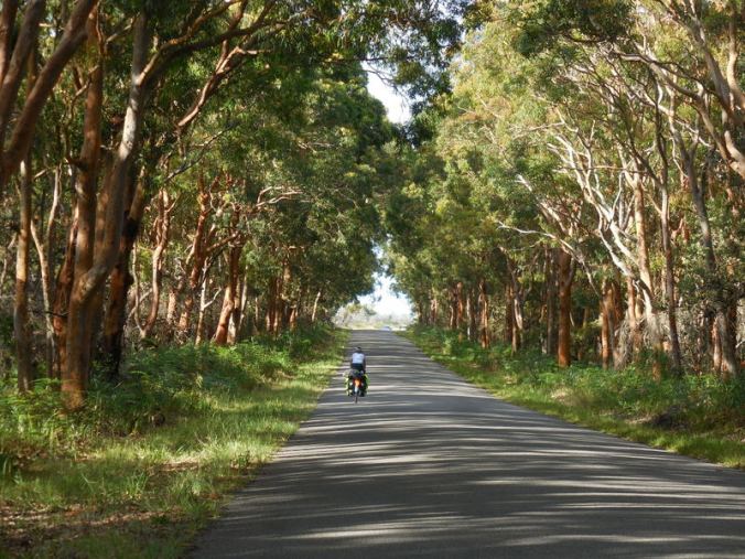 Nancy riding the red gum forest