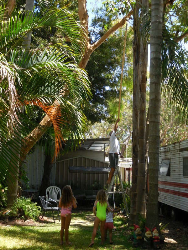 No-OSHA approved avo picking