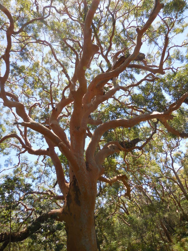 Red gum tree
