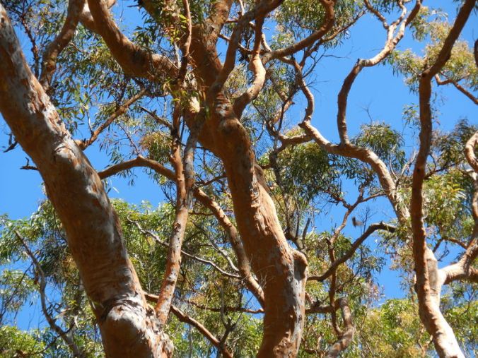 Red gum trees
