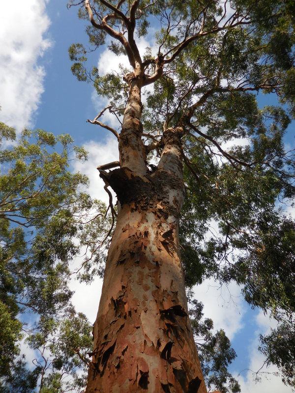 One last red gum