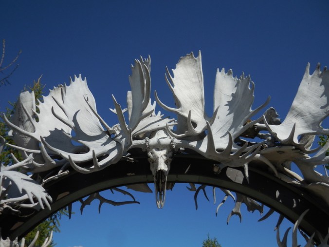 Moose horn arch 1