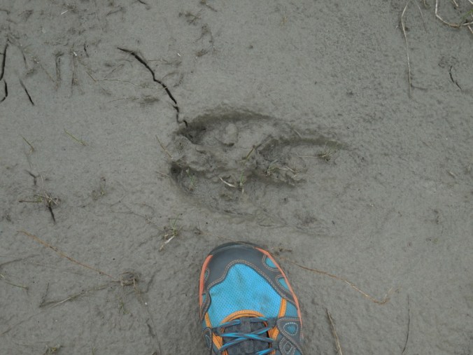 Moose print and my foot