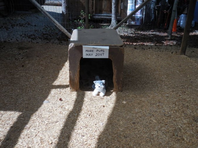 Puppies at the gift shop were not big enough yet