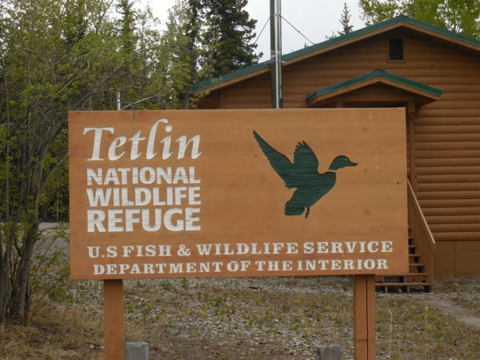 Tetlin Wildlife