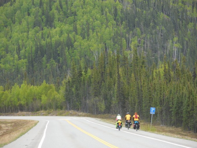Three amigos and the trees