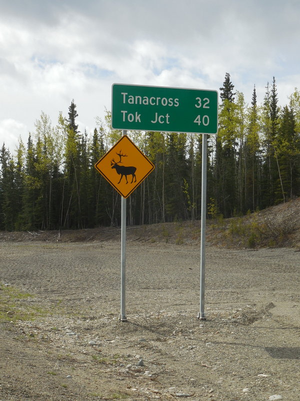 We did not see any caribou