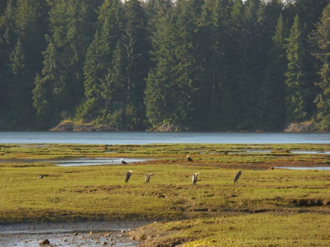 2 Eagles and 4 Heron