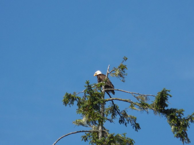 Alder Bay eagle 2