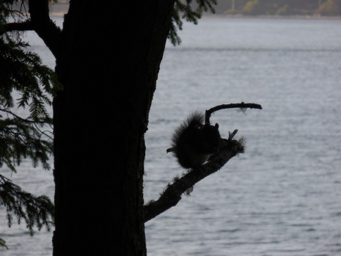 Alder Bay squirel