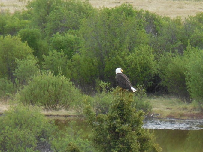Bald eagle