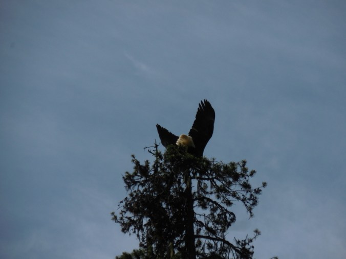 Eagle getting away