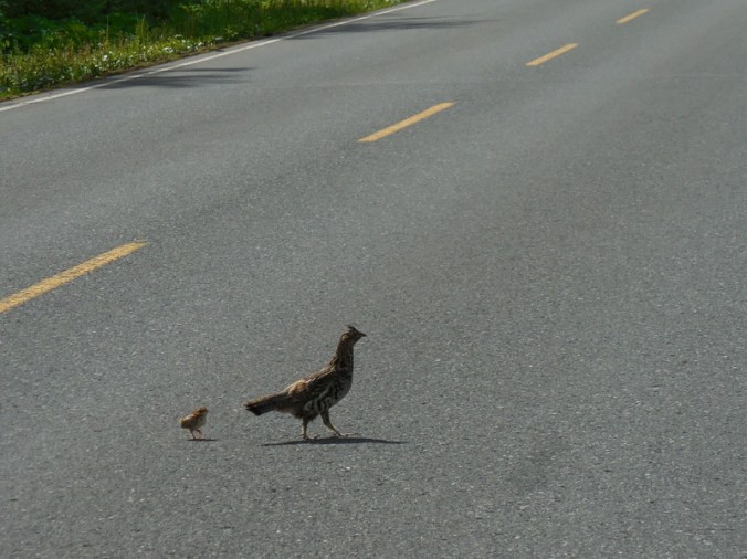 Groose on road