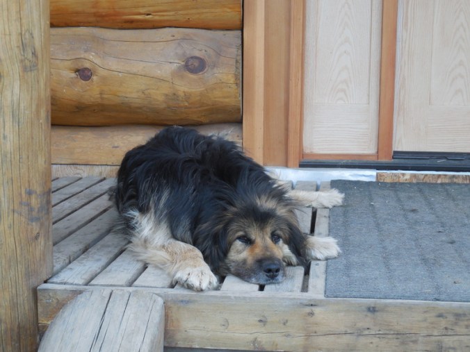 Guard dog at Arctic Divide