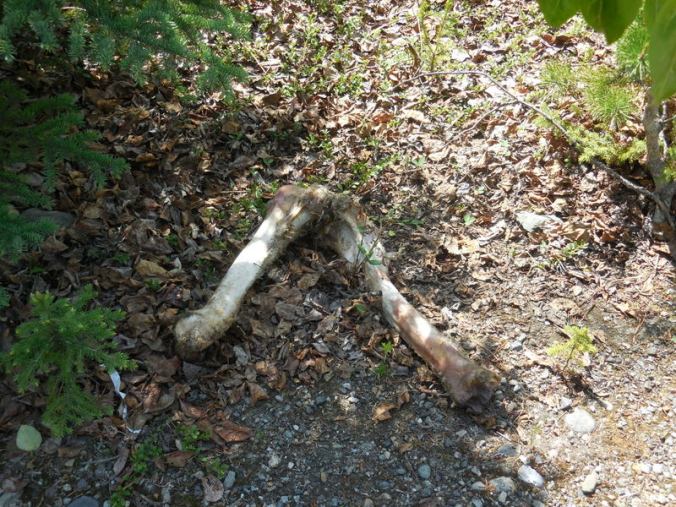 Moose bones near camp - hmmmm