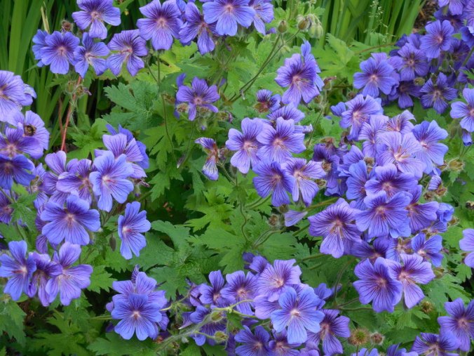 Sunken Gardens flowers 1