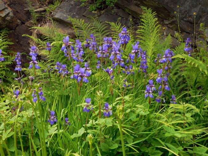 Sunken Gardens flowers 4
