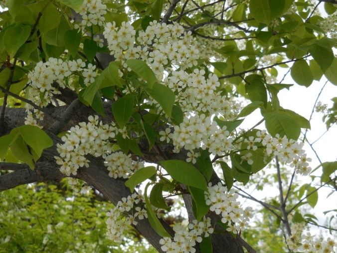 Tree - who knows what kind