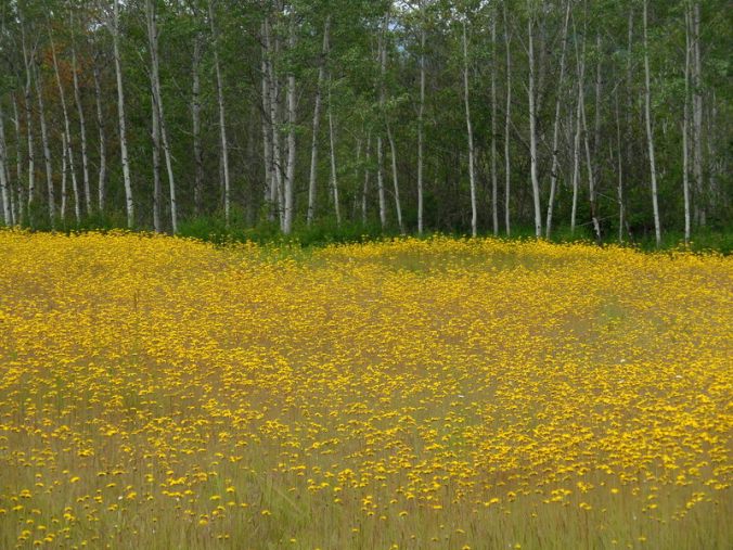Wildflowers and britch 1