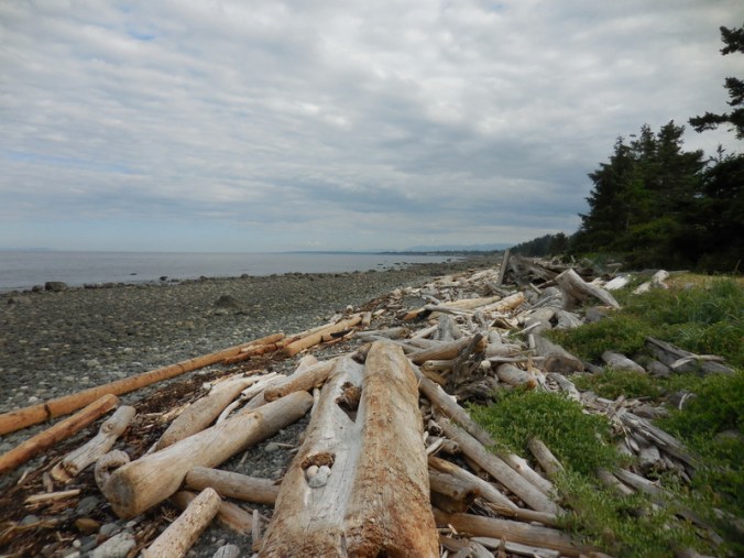 Driftwood near our RV Park 1