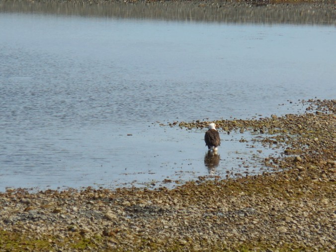 Golden eagle on beach